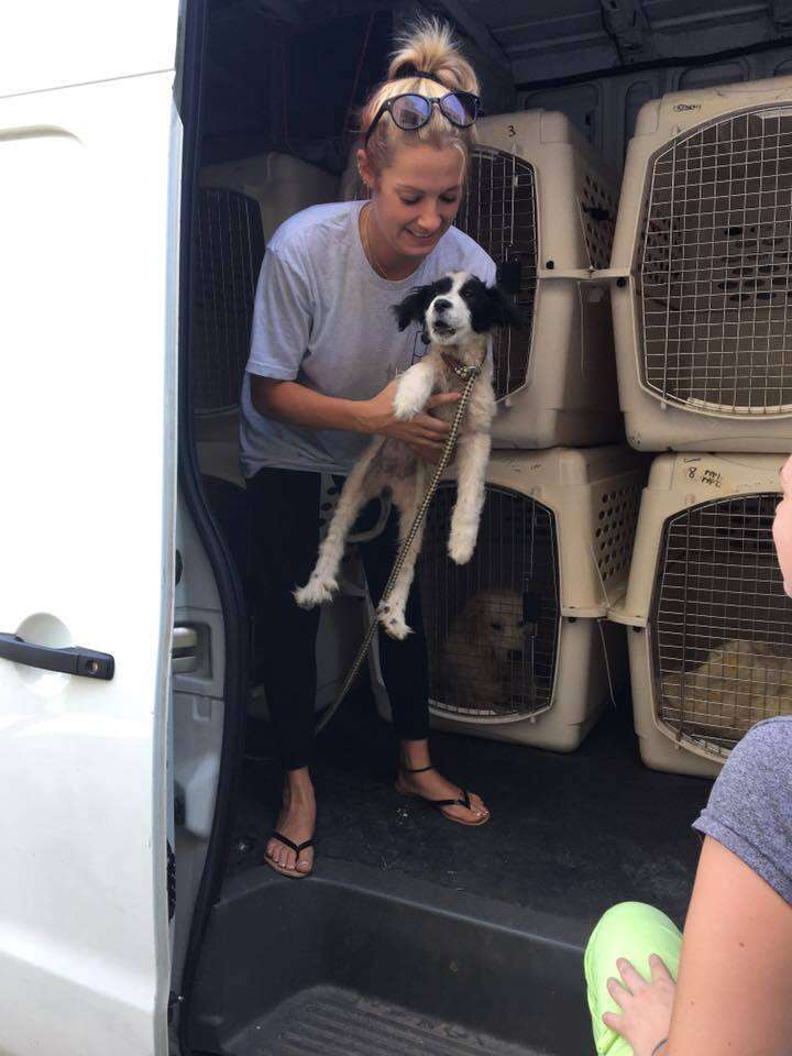 Rescued dog being put in crate