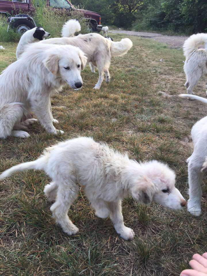 Group of dogs at hoarder's property