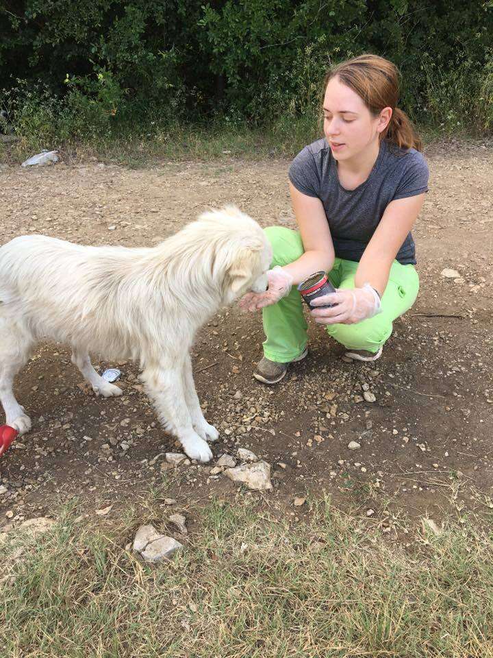 Rescuer helping dog