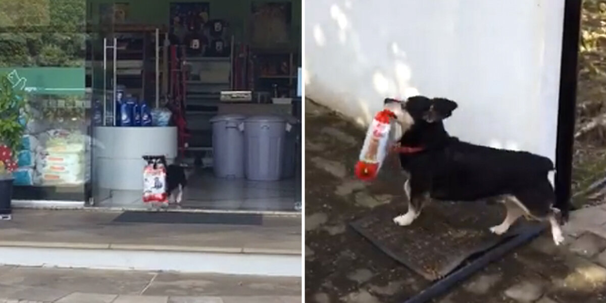 Smart Dog Walks To Store All By Himself To Buy Bags Of Treats - The Dodo