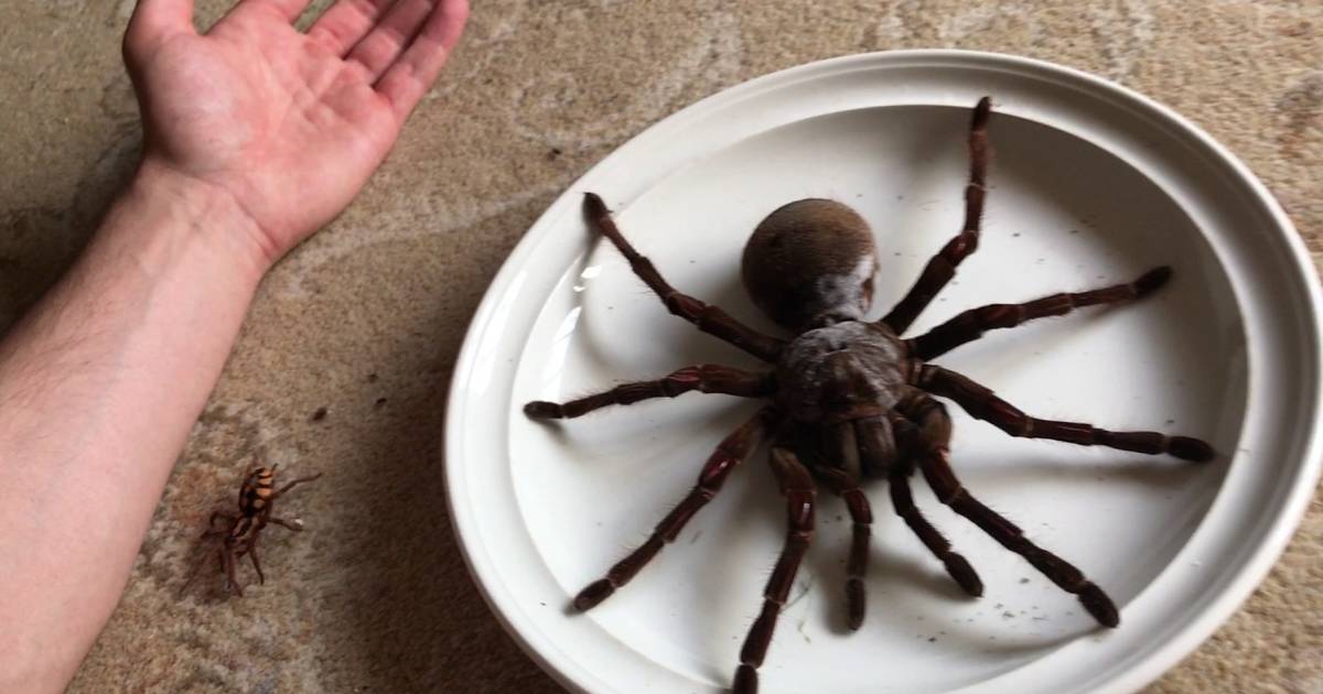 largest spider in the world