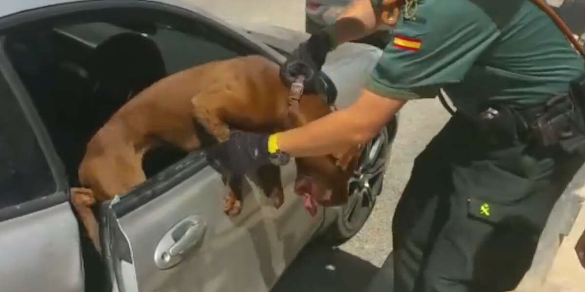 What To Do If You See A Dog Trapped In A Hot Car - Videos - The Dodo