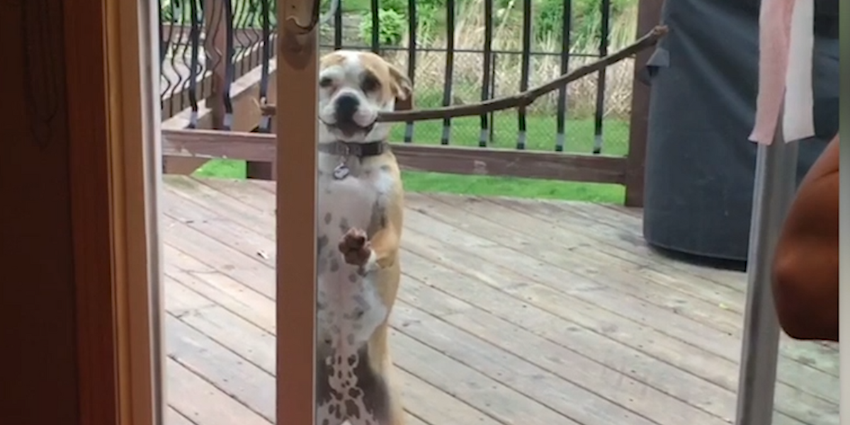 Dog Will Do Anything To Get This Stick Through The Door - Videos - The Dodo