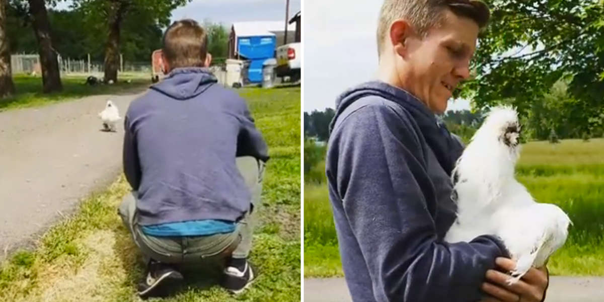 Rooster Comes Running When He Sees The Man Who Saved Him - The Dodo