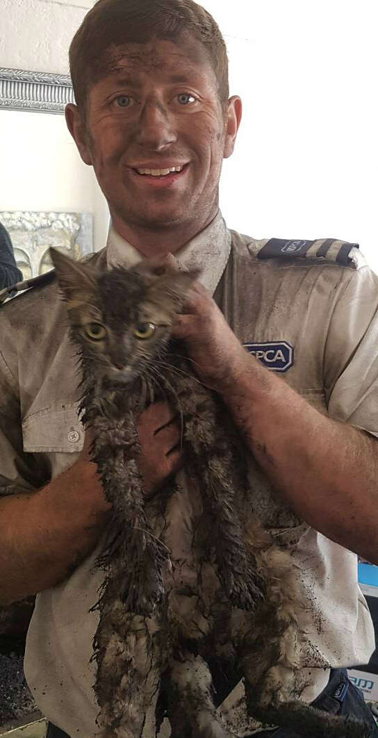 kitten rescued from chimney