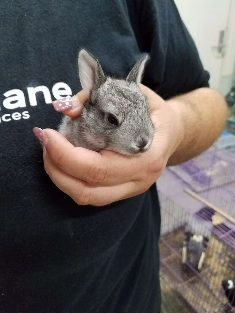 Bunny found in abandoned box truck