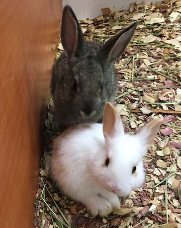 Bunnies saved from hot truck in Fresno County, CA