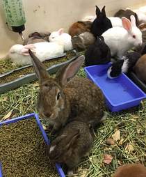 Bunnies saved from hot truck in Fresno County, CA
