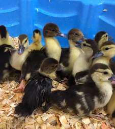 Ducklings saved from abandoned box truck in Fresno County