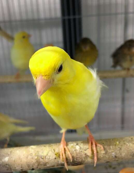 Bird saved from hot truck in Fresno County, CA