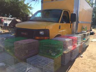 Box truck with abandoned animals