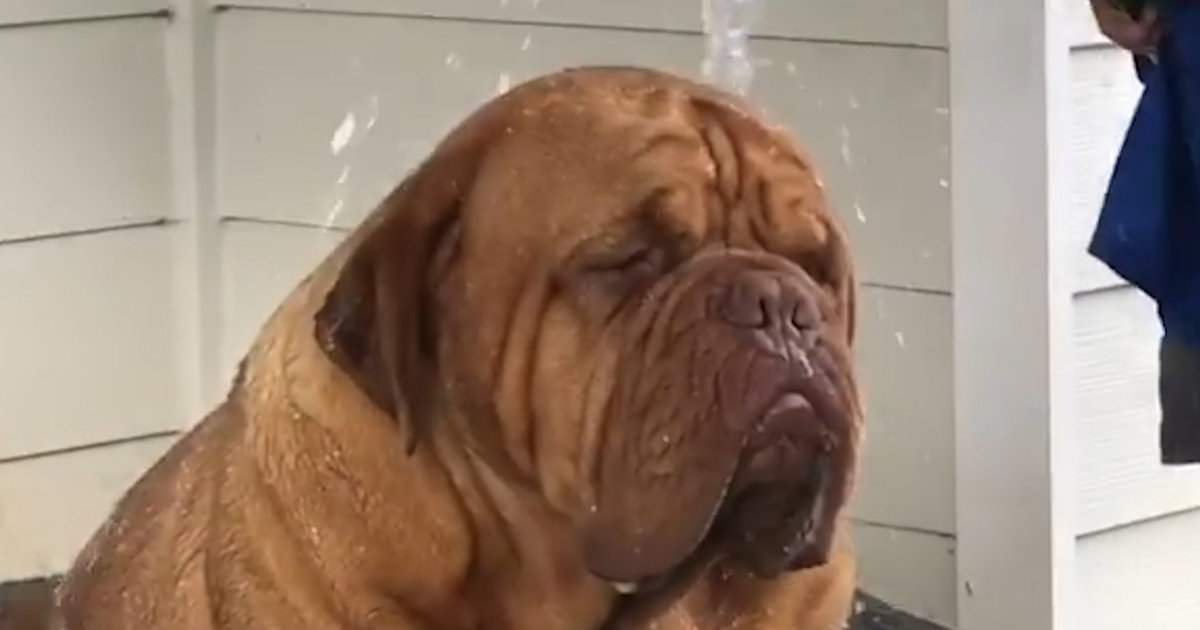 Giant Dog Gets Some Help Keeping Cool - Videos - The Dodo