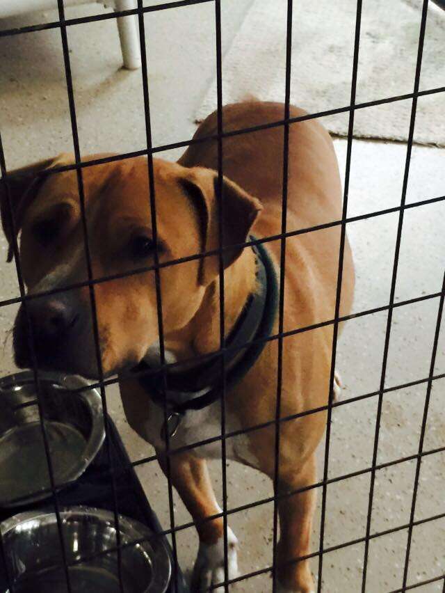 Lonely shelter dog in kennel