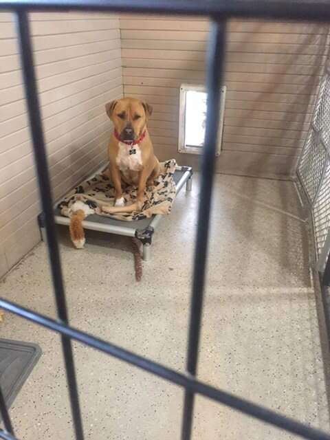 Lonely shelter dog in kennel