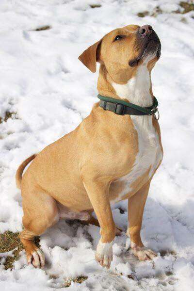 Shelter dog out in the snow