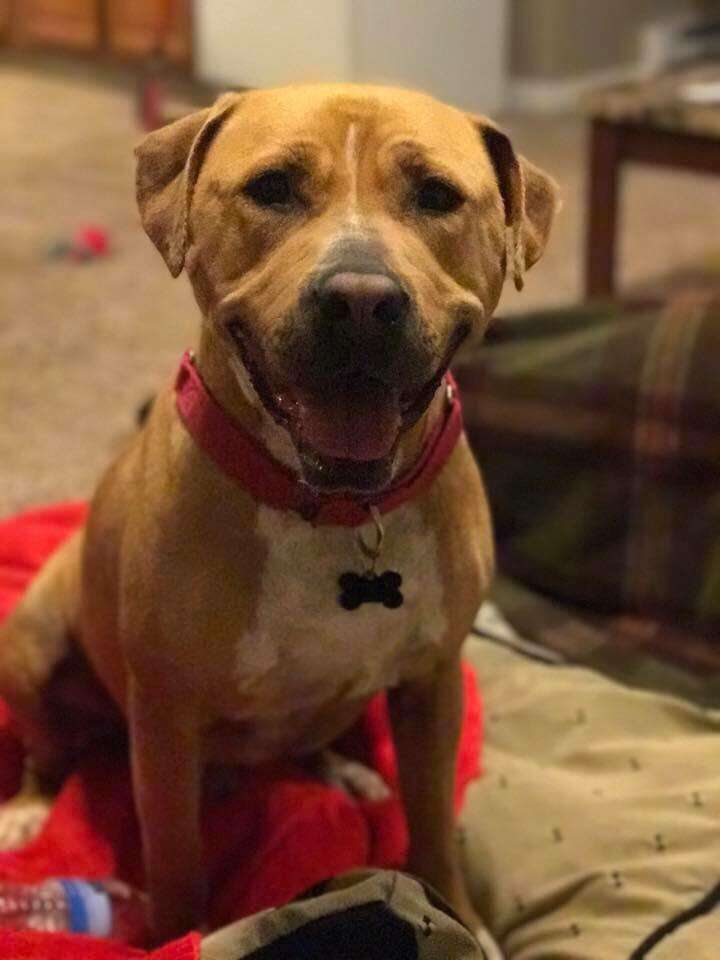 Shelter dog playing out in the snow