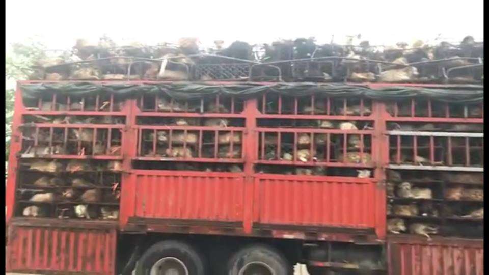 Truck carrying dogs for meat trade