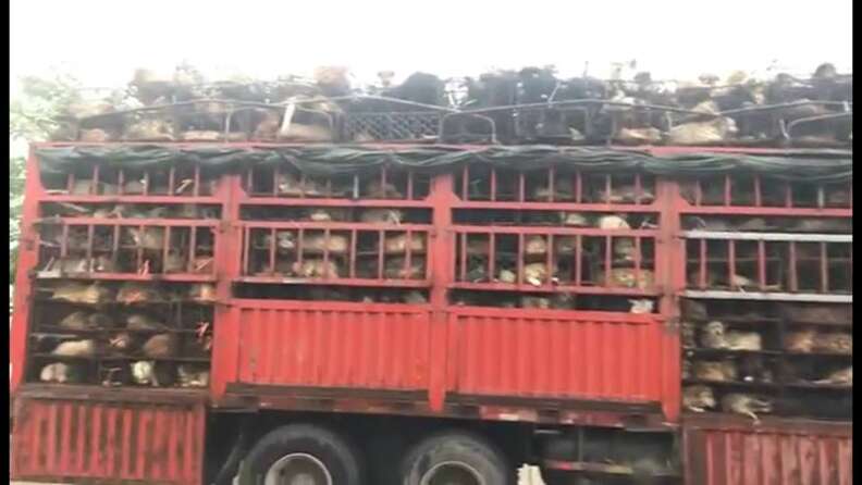 Truck carrying dogs for meat trade
