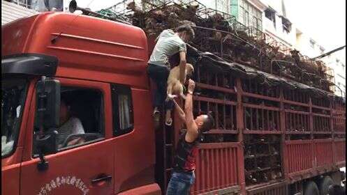 Rescuers helping dogs on a truck bound for slaughterhouse