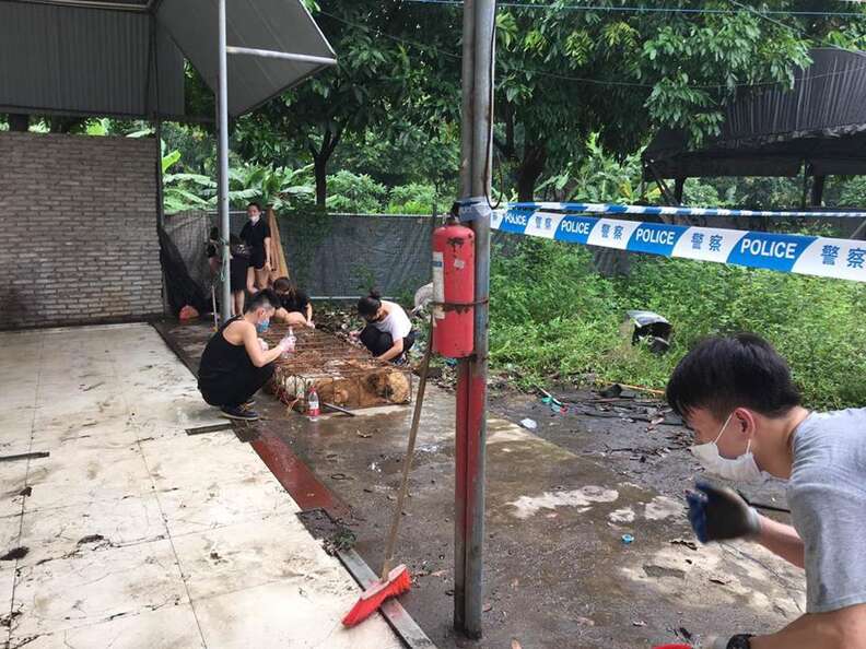 Rescuers helping dog meat dogs