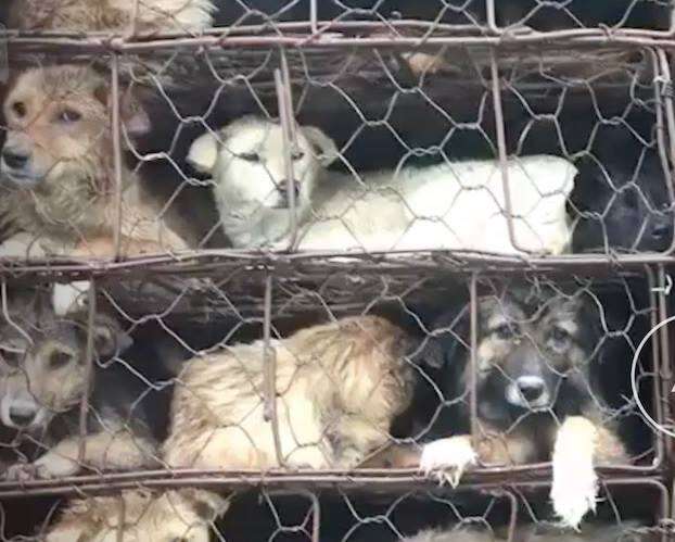 Dogs in dog meat truck