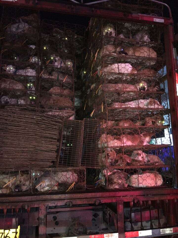 Dogs on truck bound for slaughter