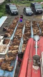 Rescued dogs still in cages