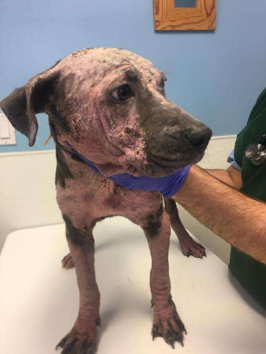 Rescued dog at vet hospital