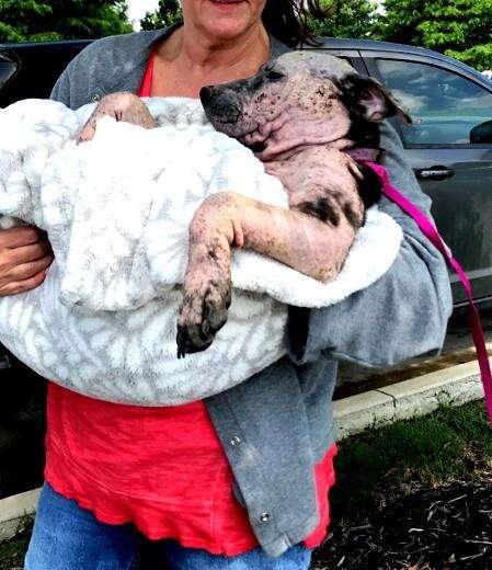 Woman holding rescued dog