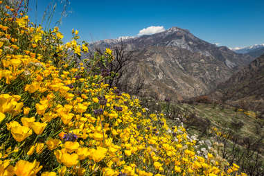 Kings Canyon National Park