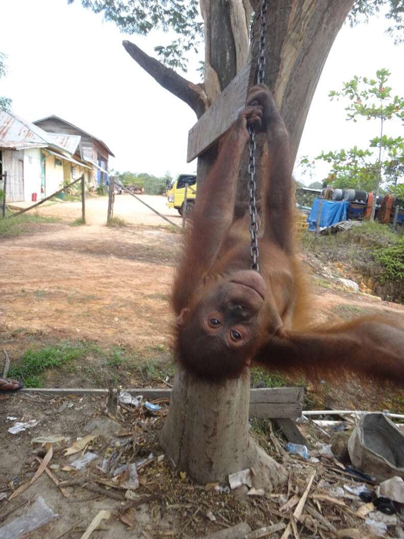 Orangutan chained to tree