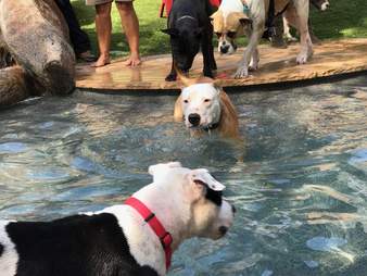 shelter dog pool party