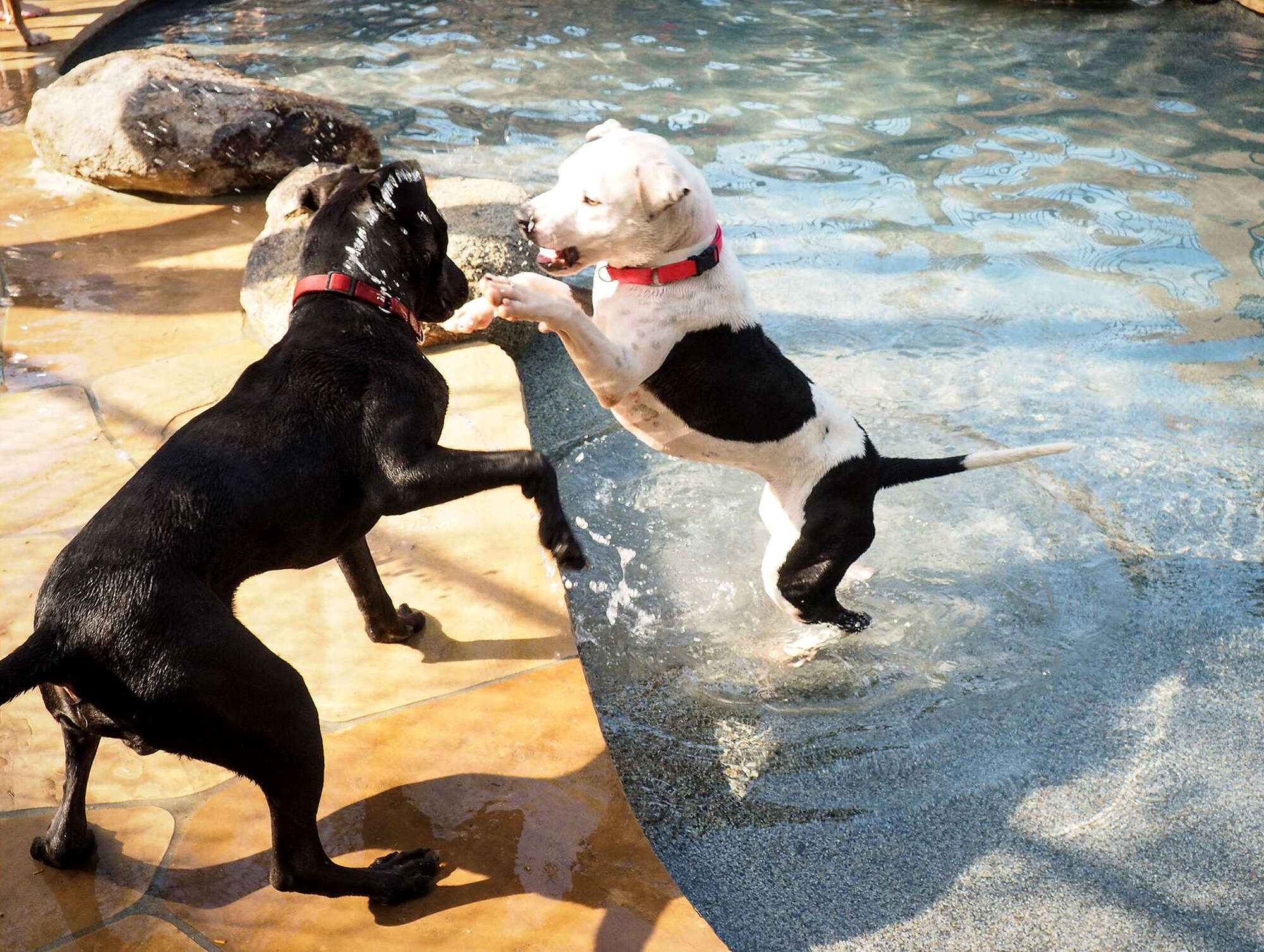 shelter dog pool party