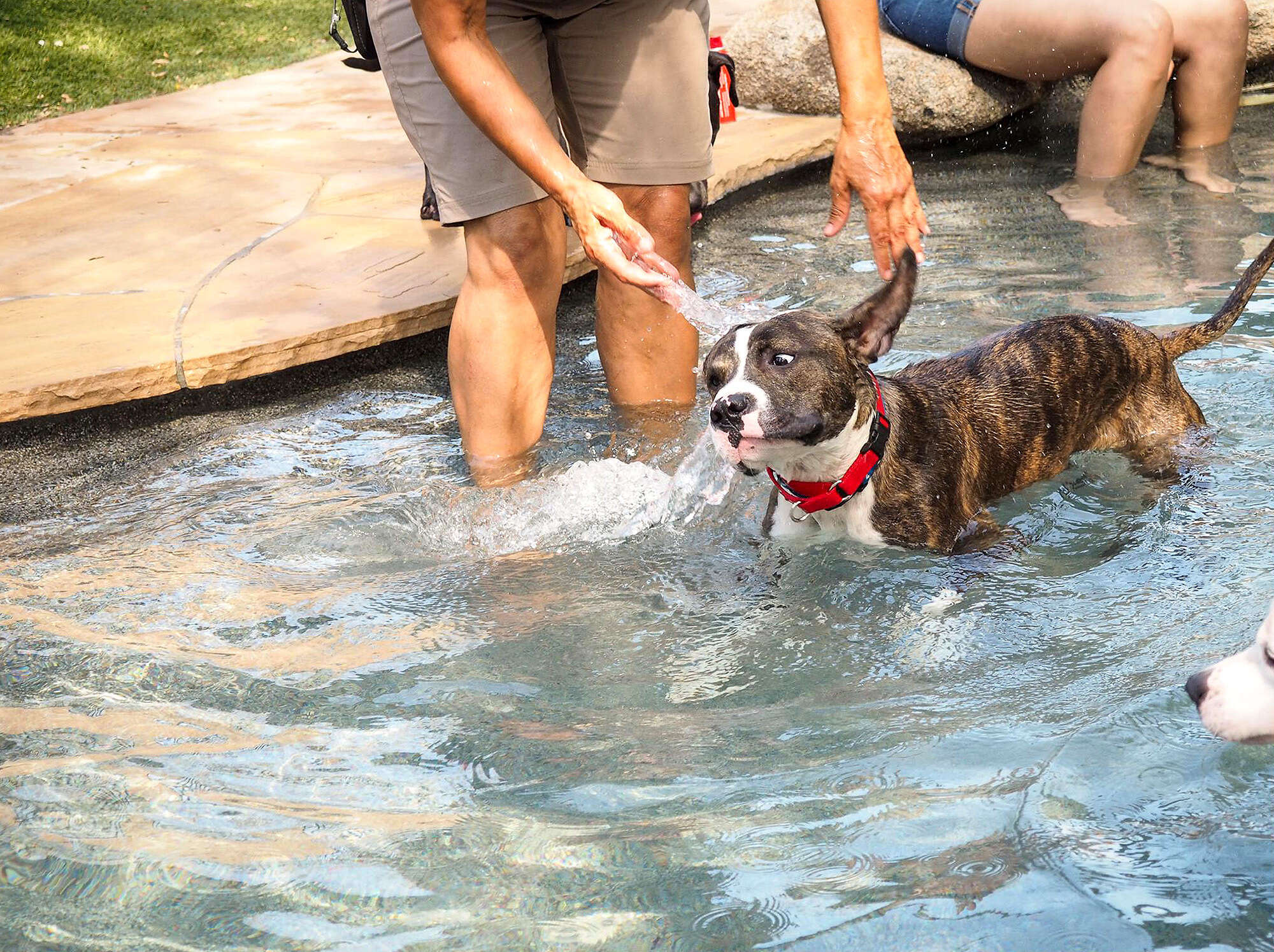 shelter dog pool party