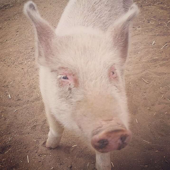 Rescued piglet at sanctuary