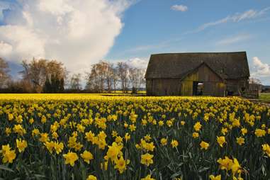Daffodil Farm