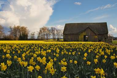 Daffodil Farm