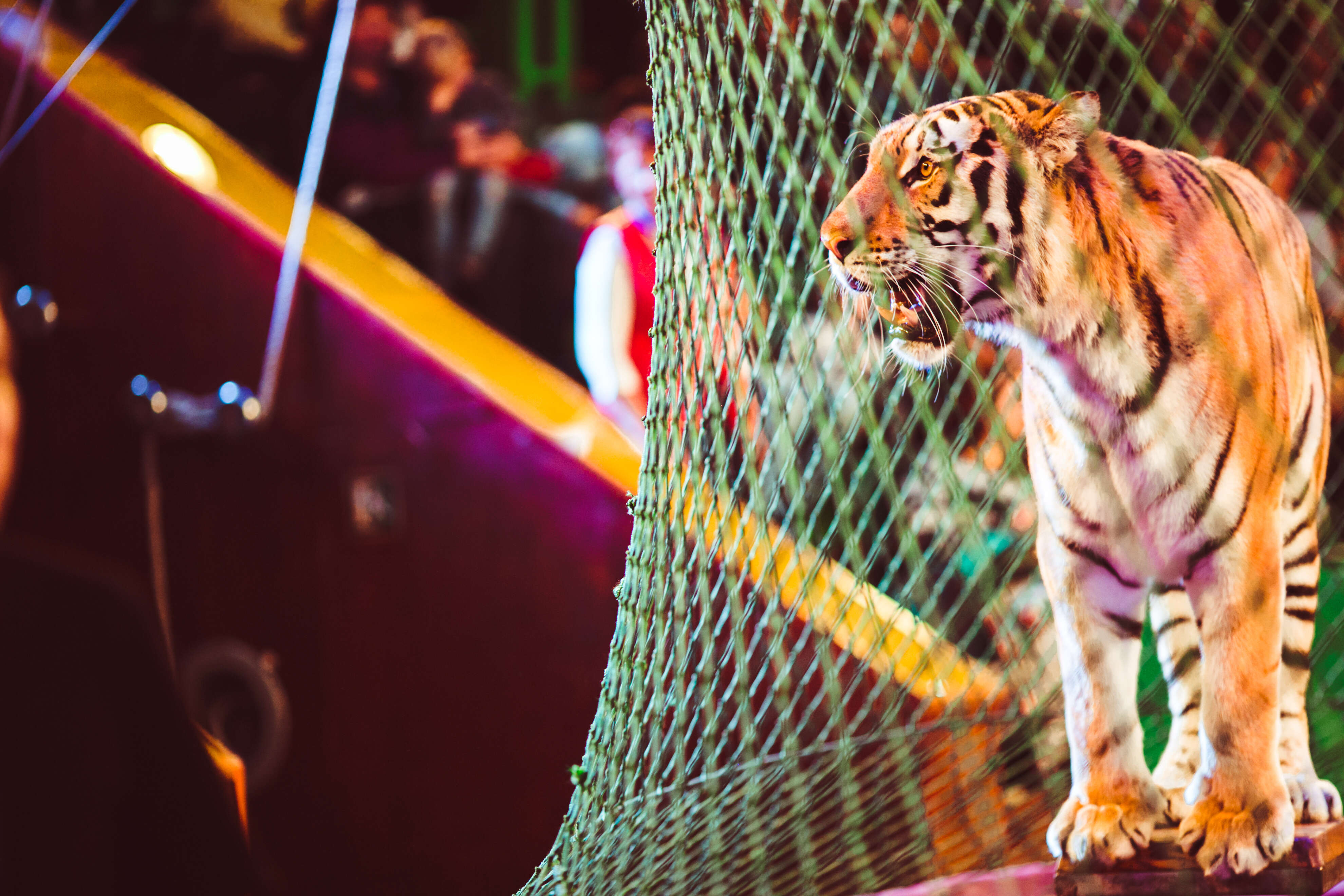 Circus tiger