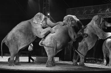 circus elephants