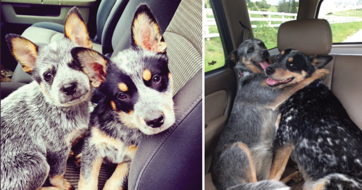Photos Of Dogs Growing Up Are Too Precious For The Internet - The Dodo