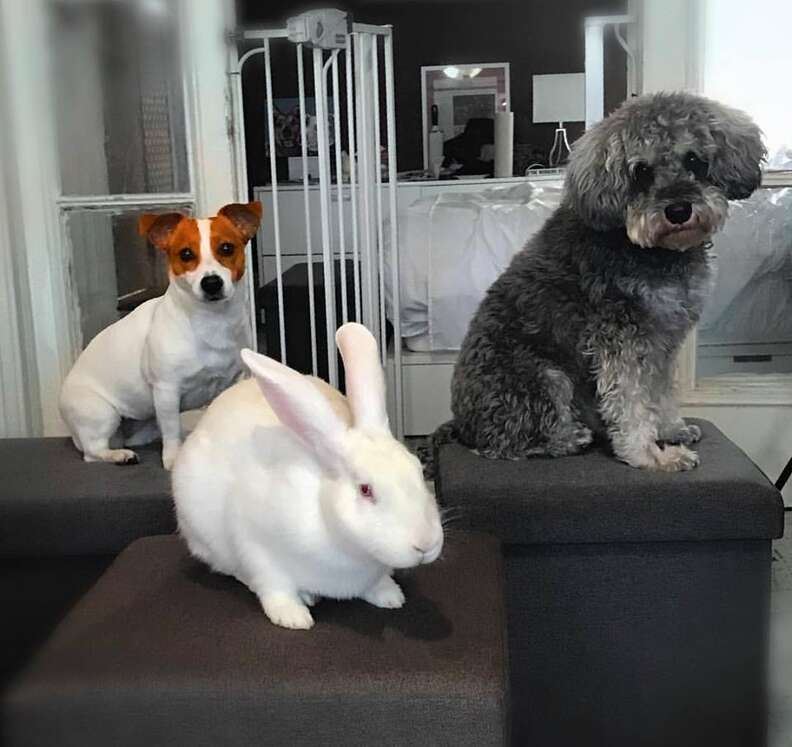 Two dogs and bunny