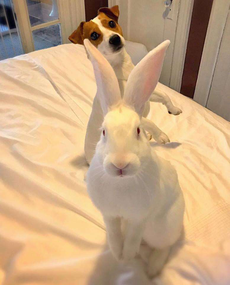 Bunny and dog