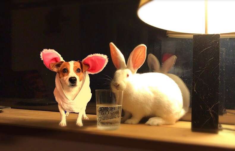 Bunny and dog