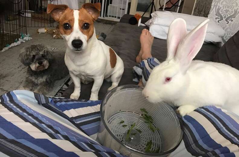 Bunny and two dogs
