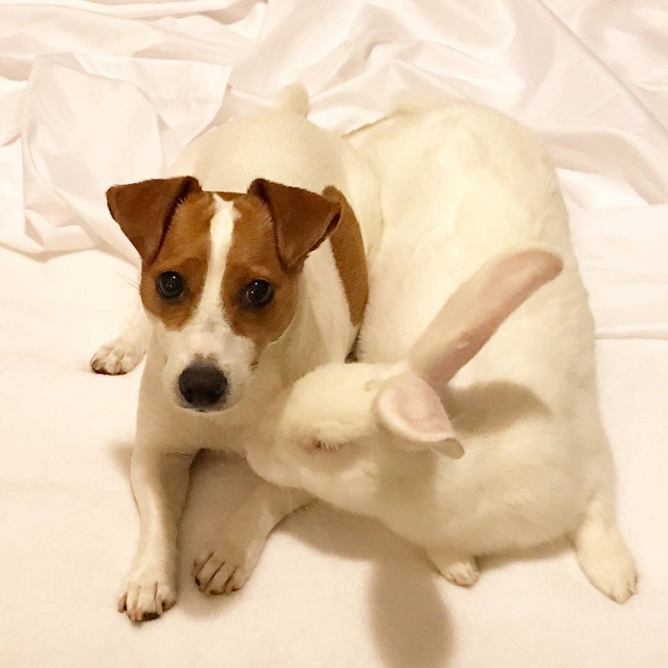 Rescue Bunny Falls In Love With His New Family’s Dogs - The Dodo