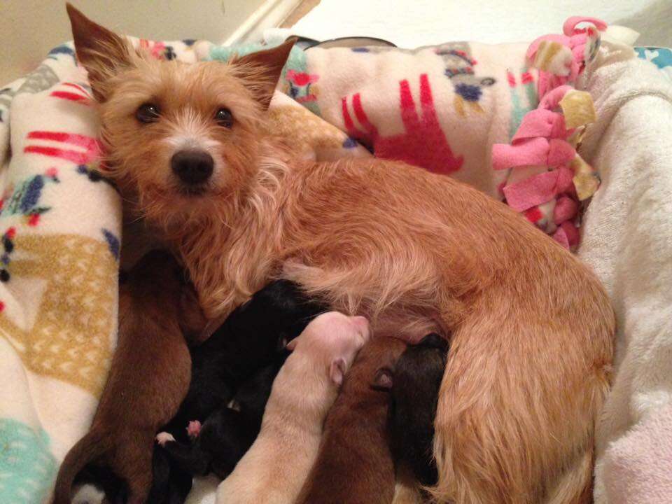 Dog and litter of puppies