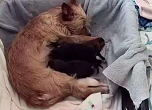 Dog cuddling with puppies