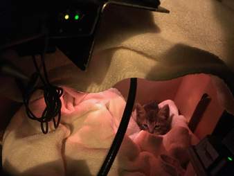 cop rescues kitten