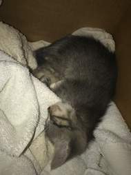 cop rescues kitten