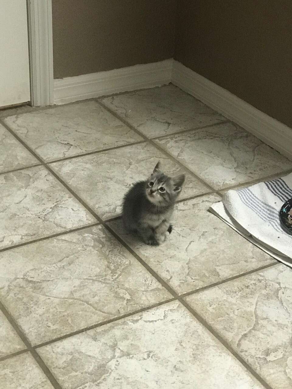 cop rescues kitten